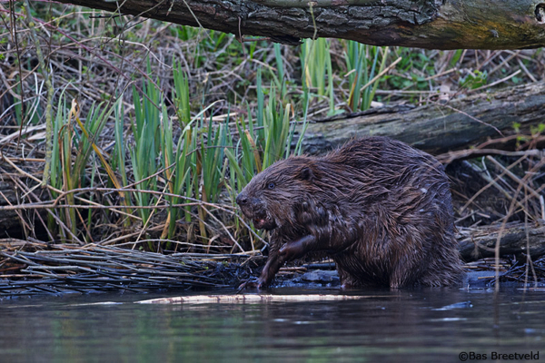 bevertocht_biesbosch_BAS4852.jpg