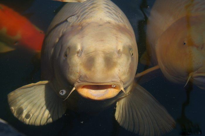 koi close up
