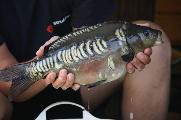 boul 31 vangsten bert kamp