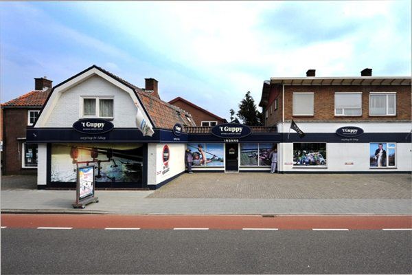 Guppy winkel vooraanzicht