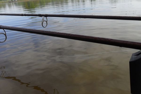 Karper Davy slappe lijnen