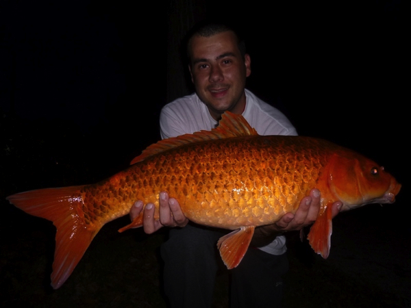 boul-42-dries-dewitte