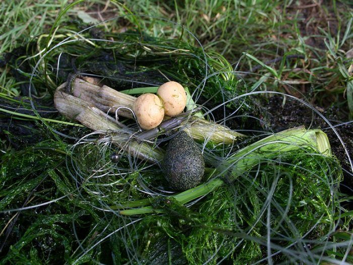 Karper-rig-aan-lijf-525