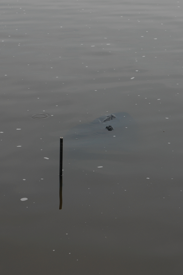 Willem-Barnas-Halfuurtje-schat