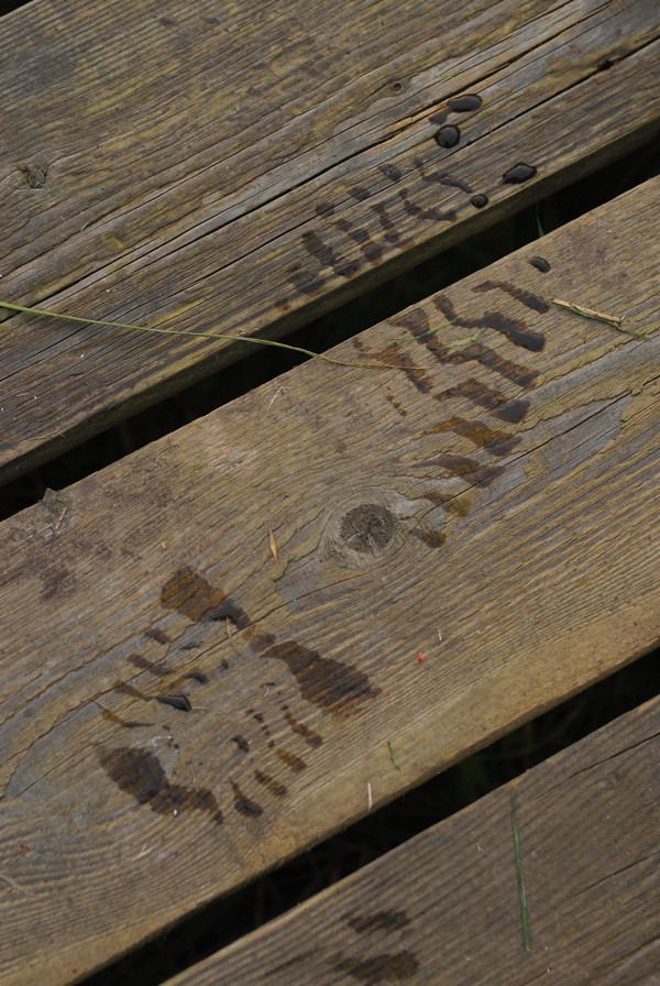 Willem-Barnas-Leave-nothing-but-footprints