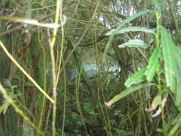 Mark-Hoedemakers-riet