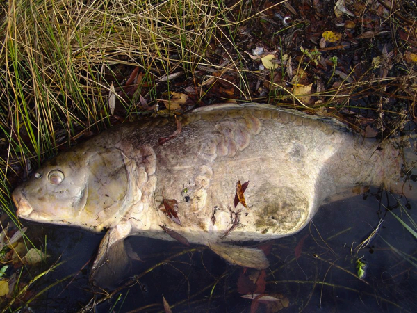 Mark-Hoedemakers-zonnespiegel-RIP