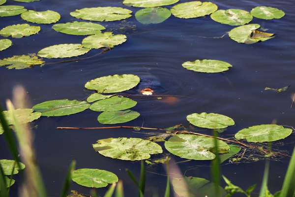 Jordy-Op-T-Hof-struinen