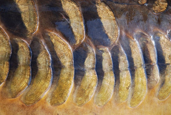 Sportvisserij-Nederland-spiegelkarper