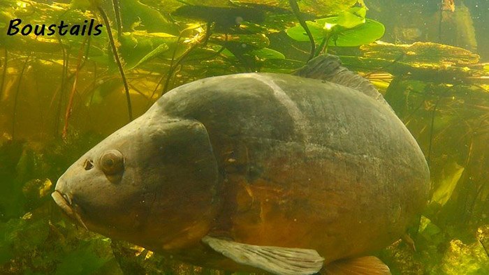 Van observeren kun je veel leren!