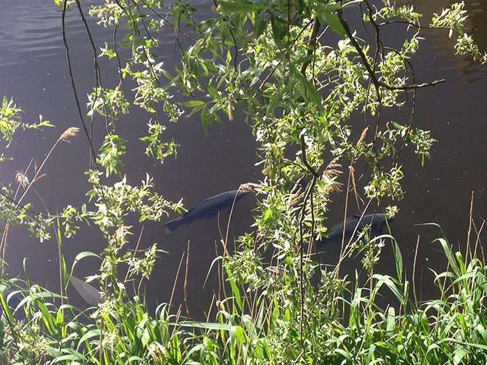 Onder de juiste omstandigheden is het mogelijk om de karpers te spotten.