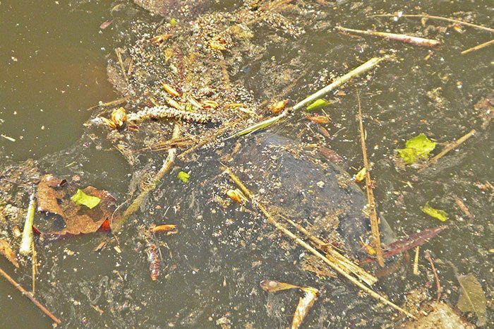 Hopelijk liggen de karpers er morgen weer...