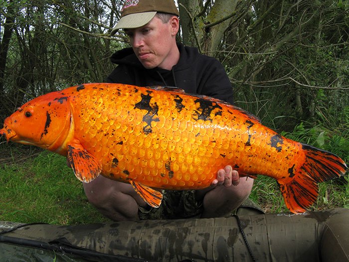 Alex-den-Boer-Goncourt-Robin-Lake