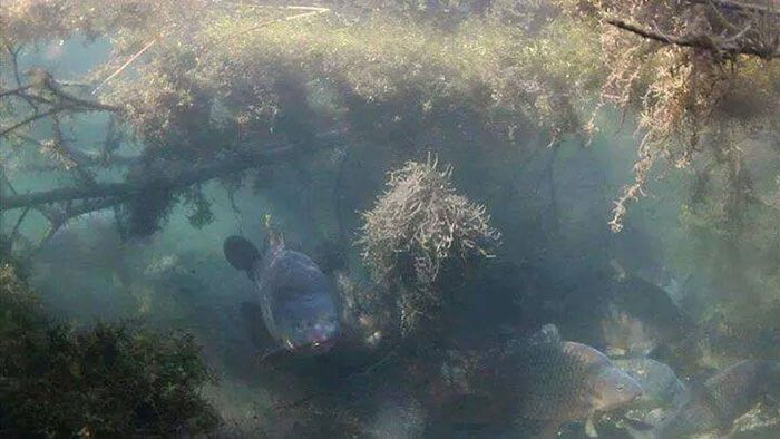 Karpers voelen zich veilig bij obstakels. Laten we hier als vissers zo verstandig mogelijk mee om gaan.