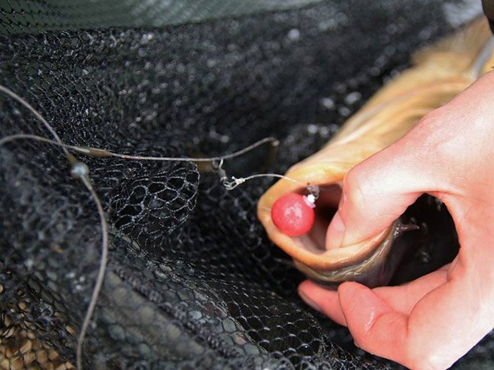 Veel aanbeten in korte tijd; het kan met de chod-rig.