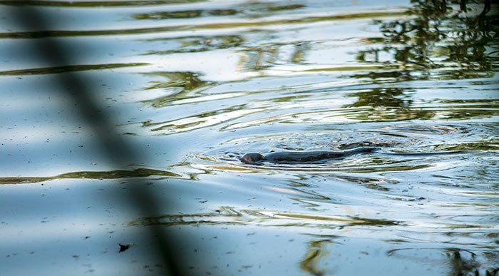 Ze komen dichterbij...