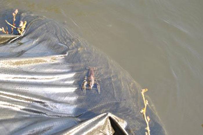 Dennis-Willemsma-kreeft