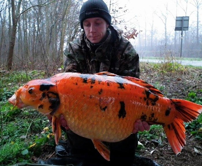 Geert-Vanspauwen-koi