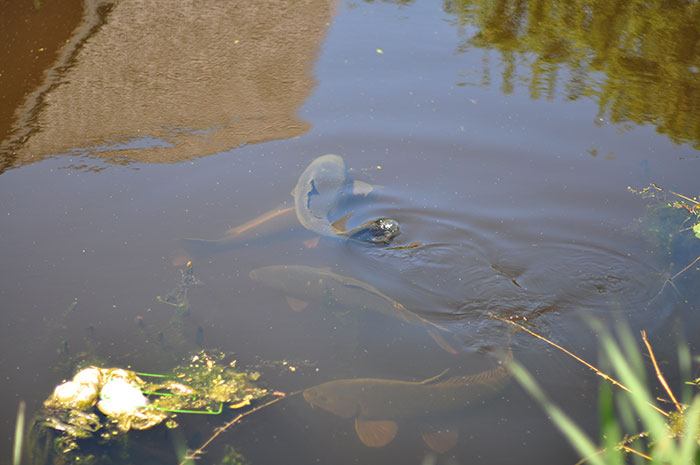 Jelle-Kassies-paaaai