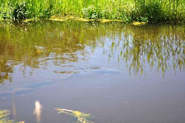 Jelle-kassies-polder-paai