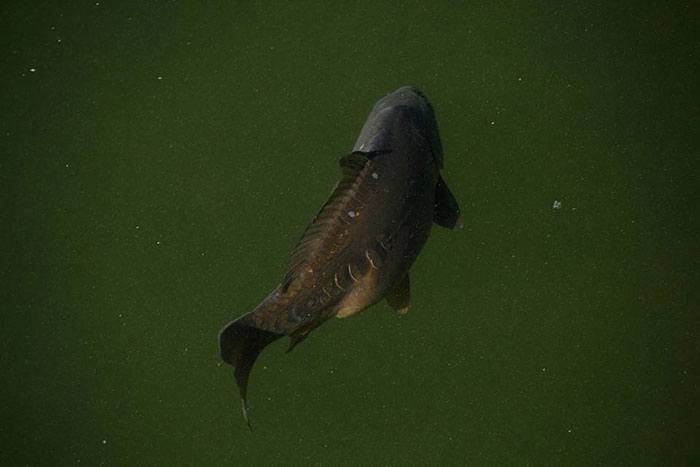 ...waaronder deze beauty!