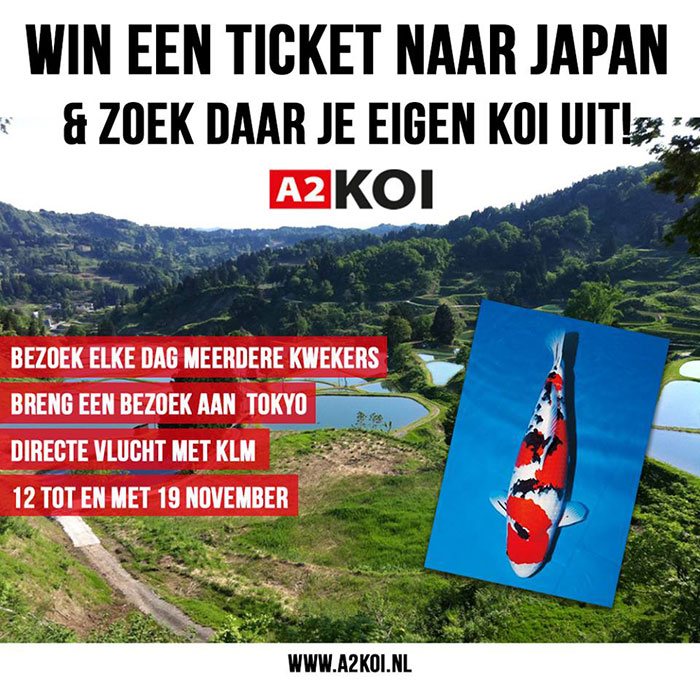 A2-Koi-Japan