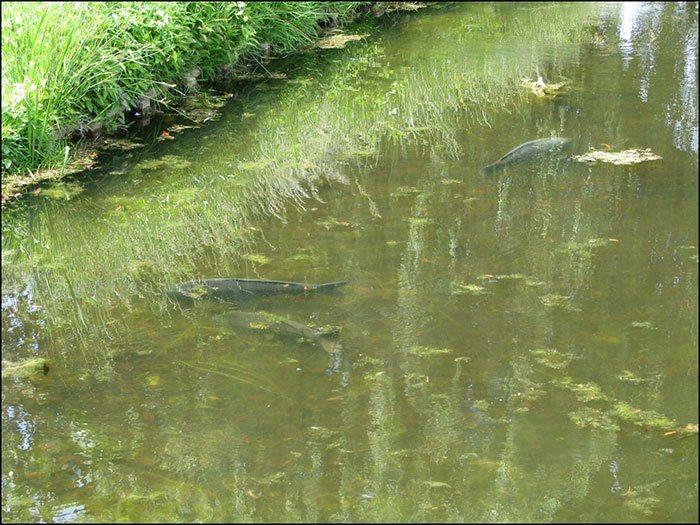 Een goede polaroid is onmisbaar tijdens het spotten van vis en het zoeken naar schone plekjes.