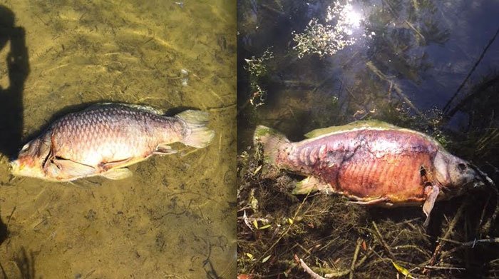 Een droevig aanblik. Zëker als je bedenkt dat dit voorkomen had kunnen worden...