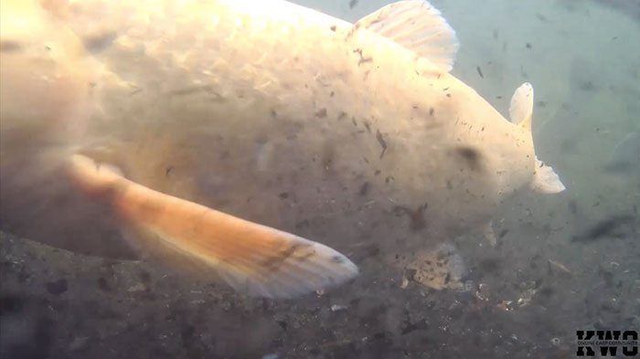 WTF! Een albino grasser! Bij het zien van deze beelden hadden we direct een 'target'.
