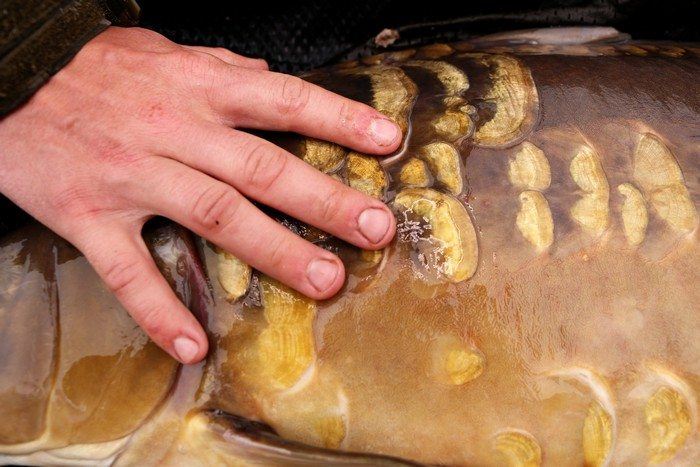 Schubben-flank-najaar-2