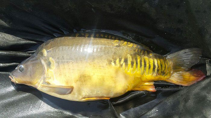 Laat deze maar groeien ;-)