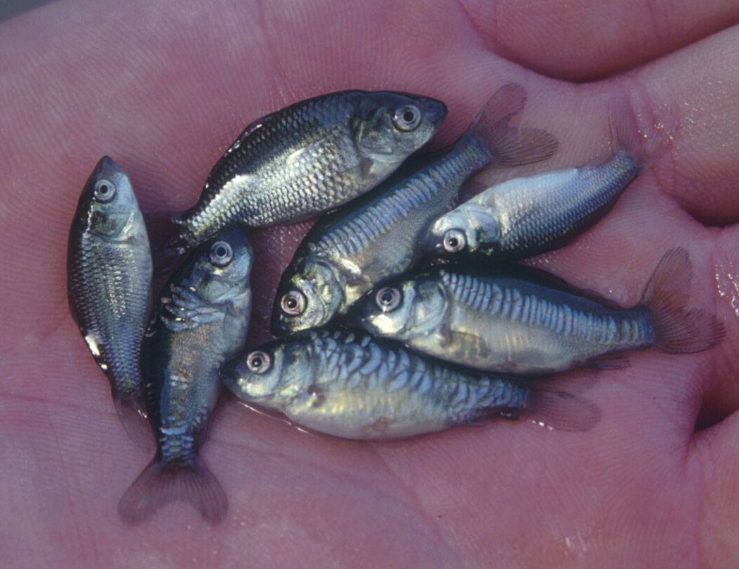 Karpergroei-Michiel-Pilaar-1