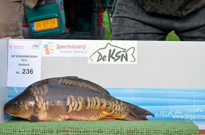 Op de plank tijdens de uitzetting.