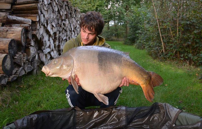 Ook in België kwam er een serie grote karpers op de kant.