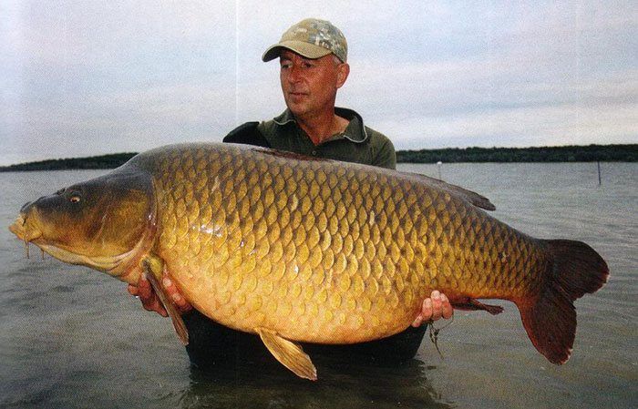 Een 30 kg+ karper van Ori