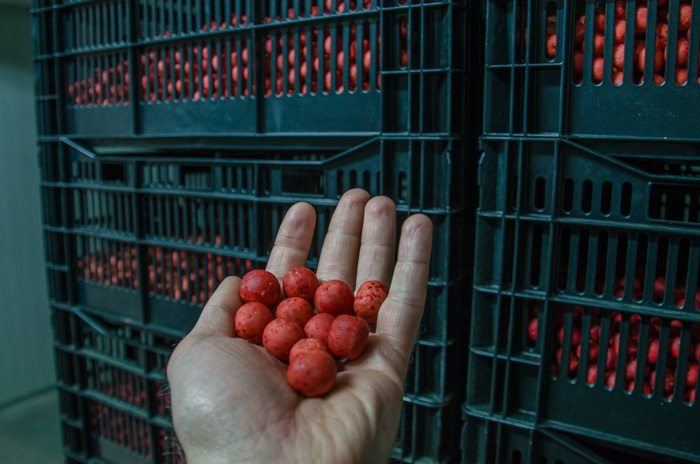 Dream-Baits-Boilies-Fabriek-13