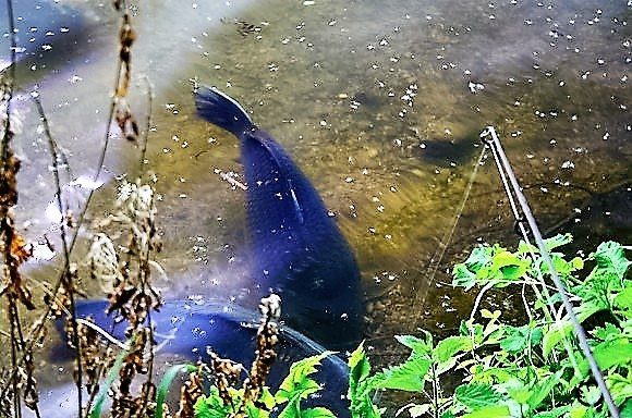 Nu wil je echt geen zon reflectie van de hengel richting de vis!