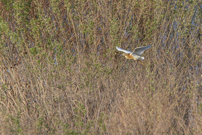 Een ralreiger in vlucht.