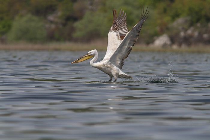 Pelikaan take-off...