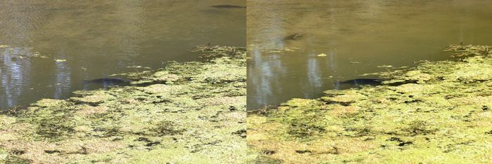 9Prologic-Fortis-Vistas-jordy-op-t-Hof-fdp-700