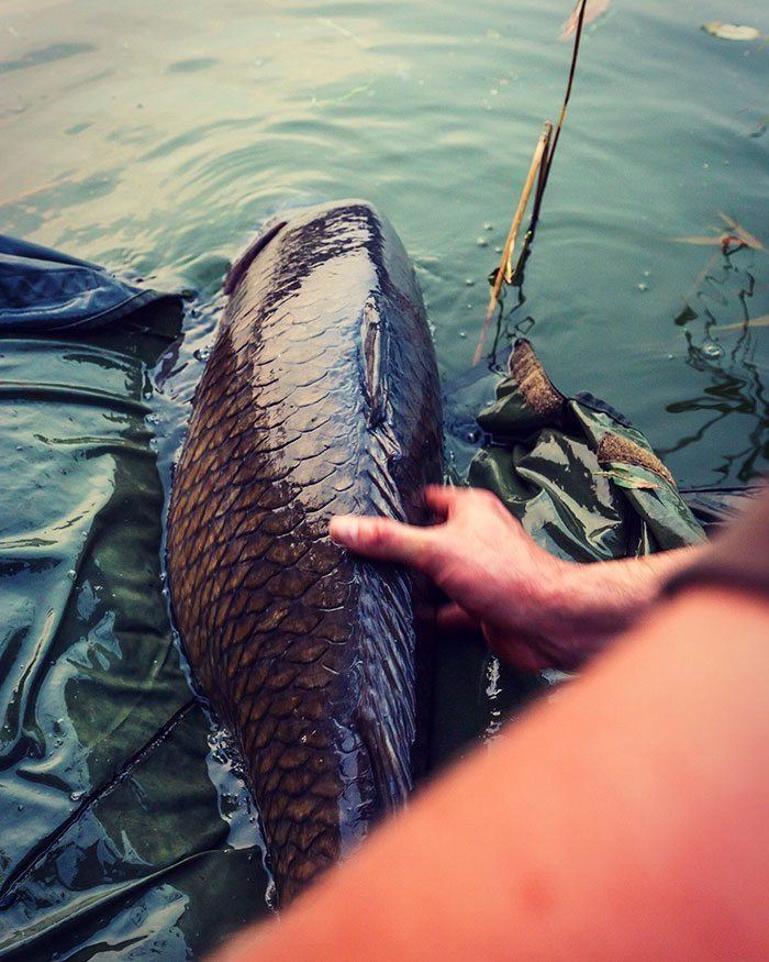 rick-bongers-oppervlakte-schubkarper-rug