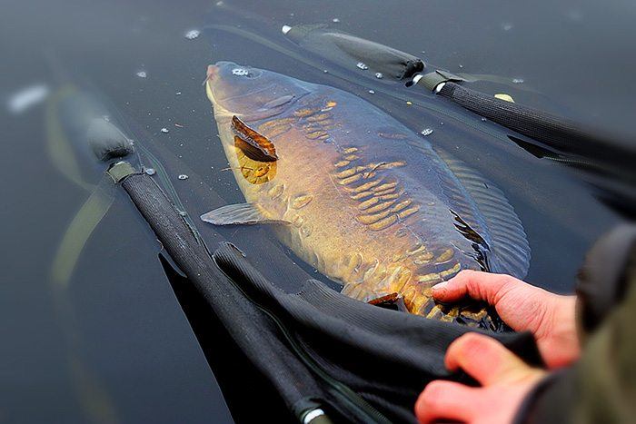 martijn-verweij-terugzetten-karper-winter-release-2