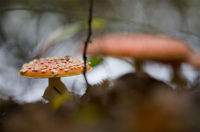 Het najaar in bokeh...