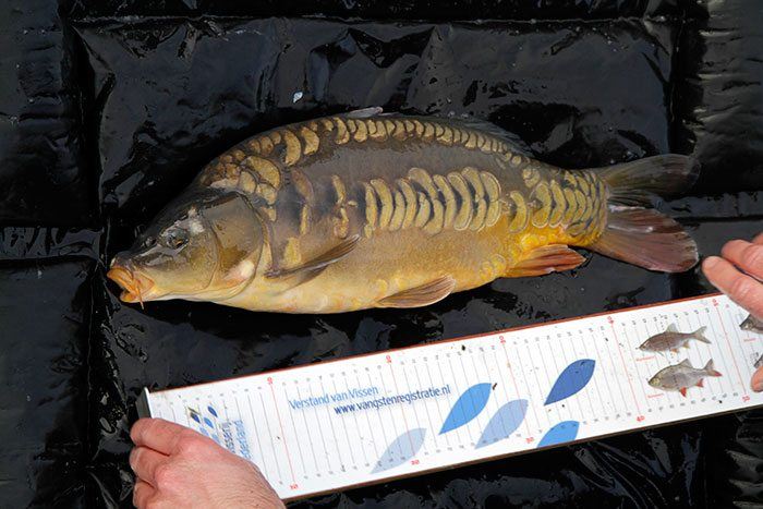 skp-midden-nederland-5