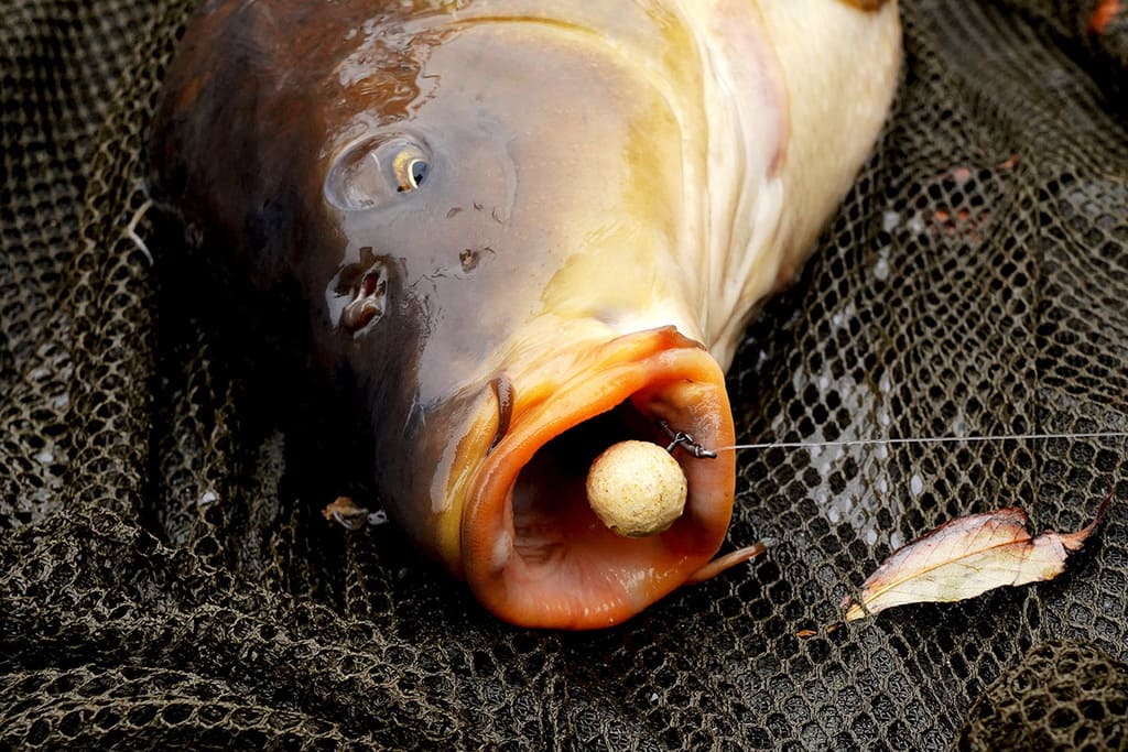 martin sb wafters - vangst